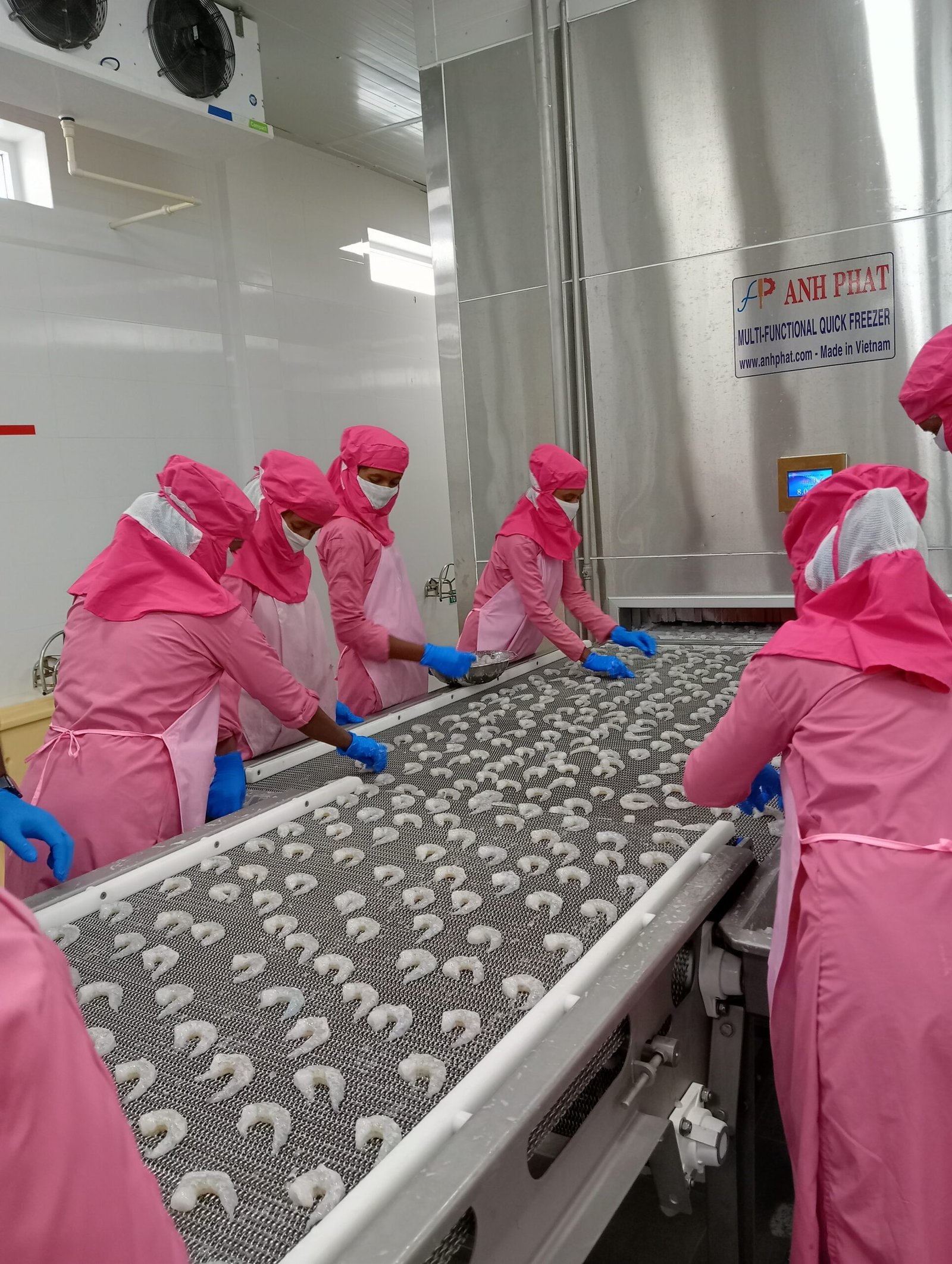 Plate Freezers  and IQF